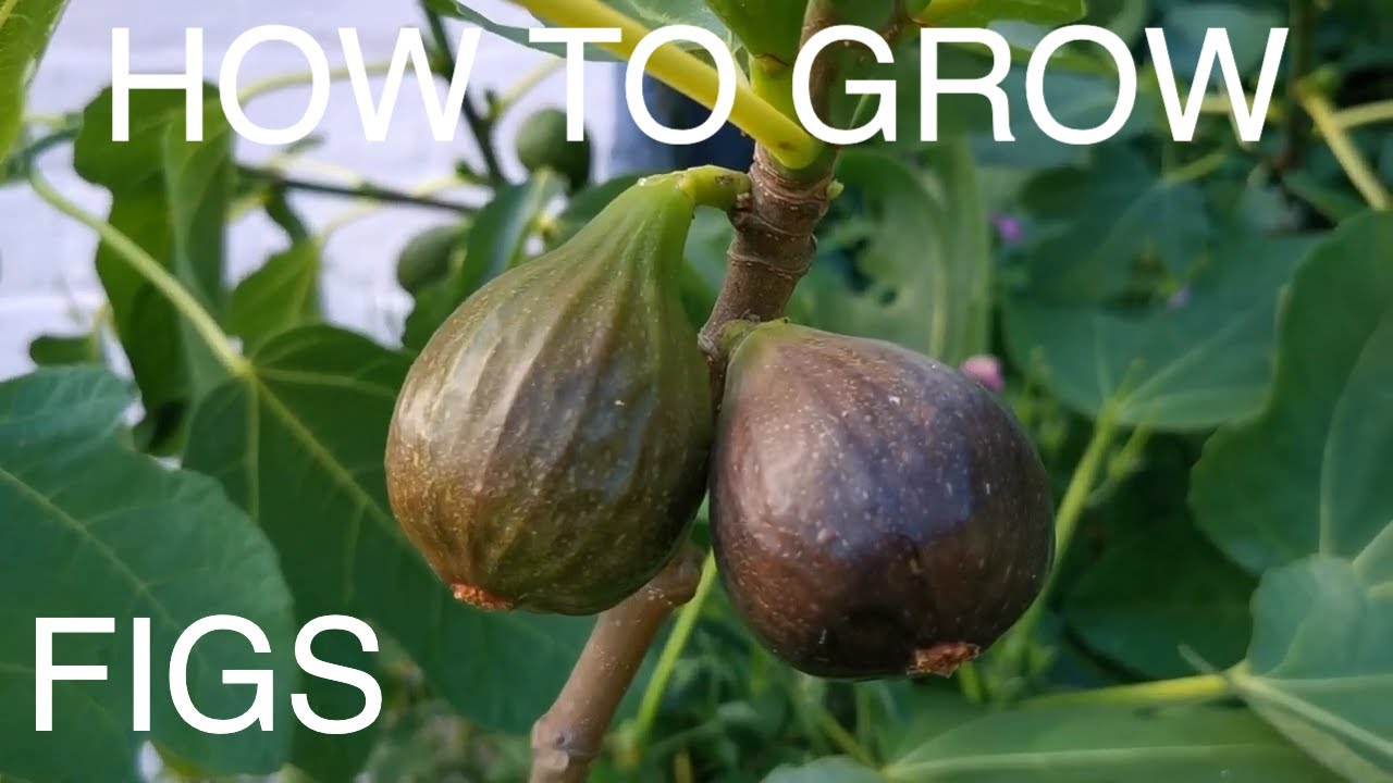 How to Grow Figs At Home In Pots Or In The Garden