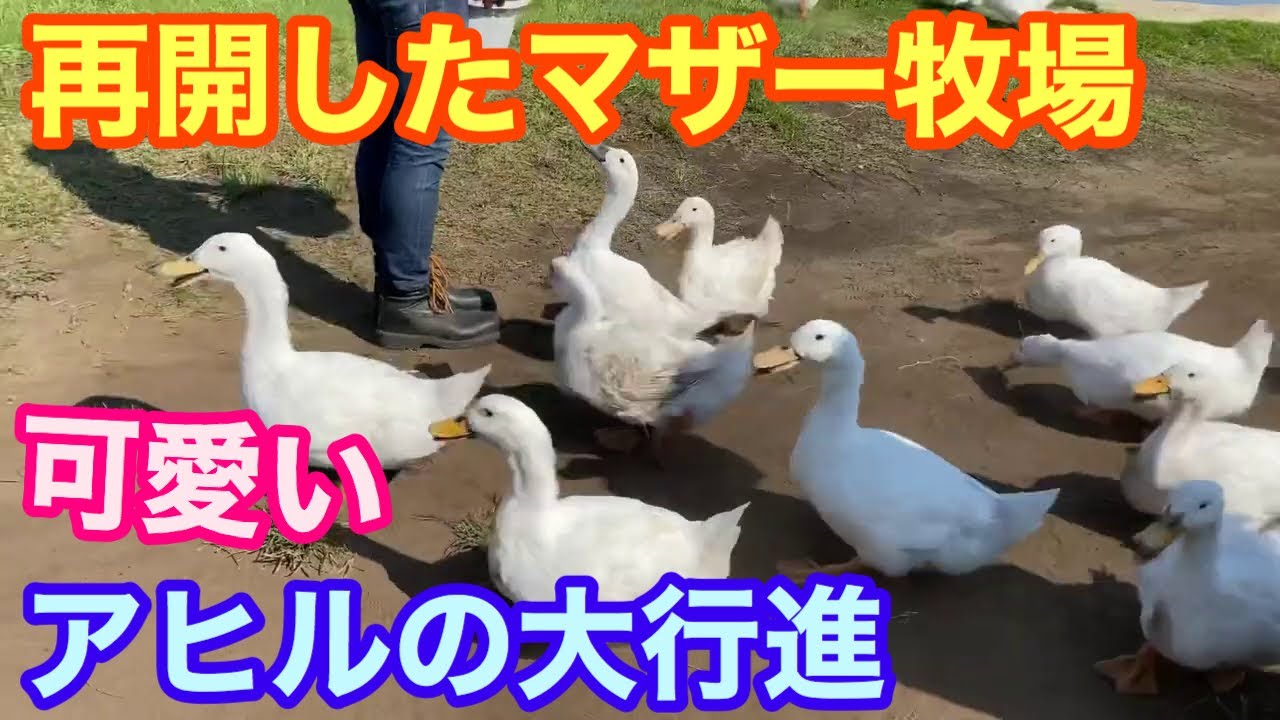 再開したマザー牧場‼️アヒルの大行進【可愛すぎて困る】