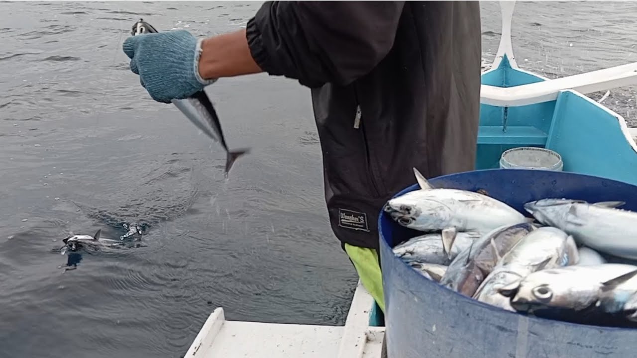 Hanya Sekali Sambaran Dapat Ratusan Ikan  dengan Tehnik Pancing ini
