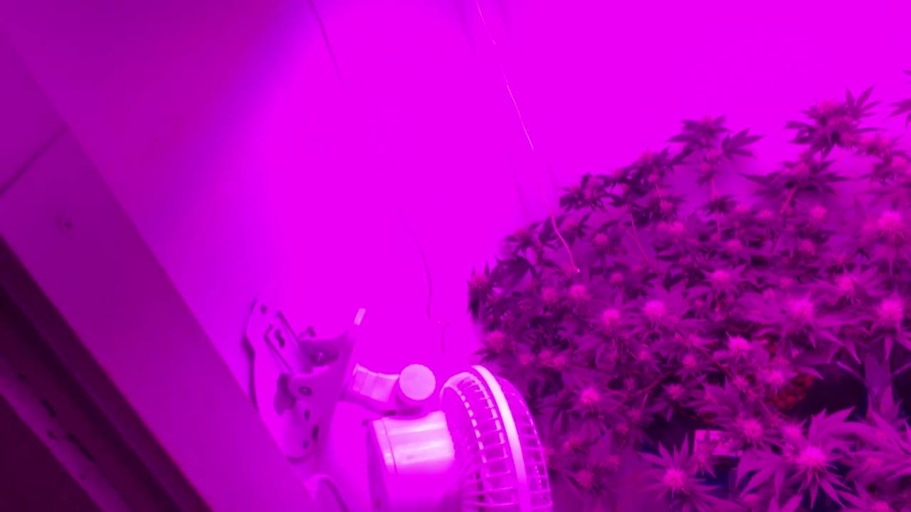 Week 3 of flower