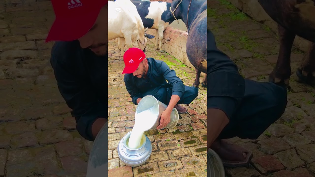 30kg milk arstelian friesain biggest cows hf cow desi breed bigg bull #youtube#Youtubeshorts #shorts
