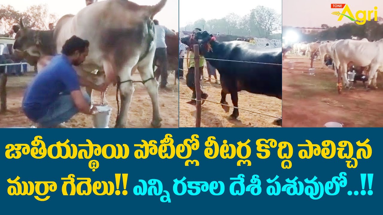 Desi Cow and Buffalo Milk Competition | జాతీయస్థాయి పోటీల్లో లీటర్ల కొద్ది పాలిచ్చిన... Tone Agri