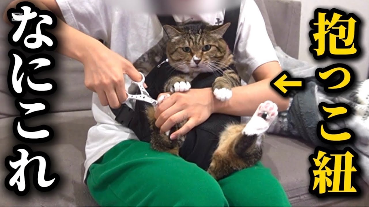 【逃がさない】巨大デブ猫を抱っこ紐で固定したら爪切りに大成功しました