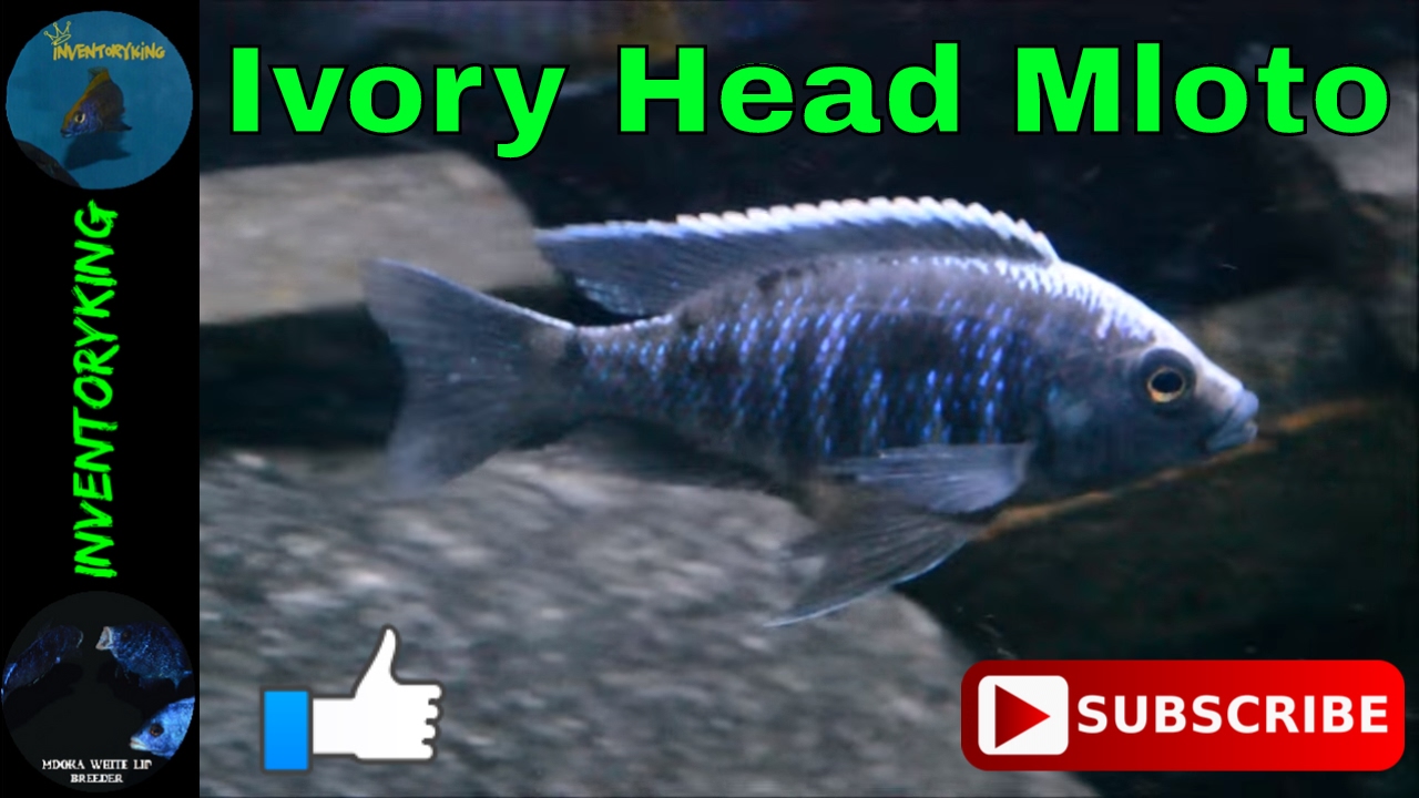 African Cichlid | Copadichromis Ivory Head Mloto Undu | Species Only Video
