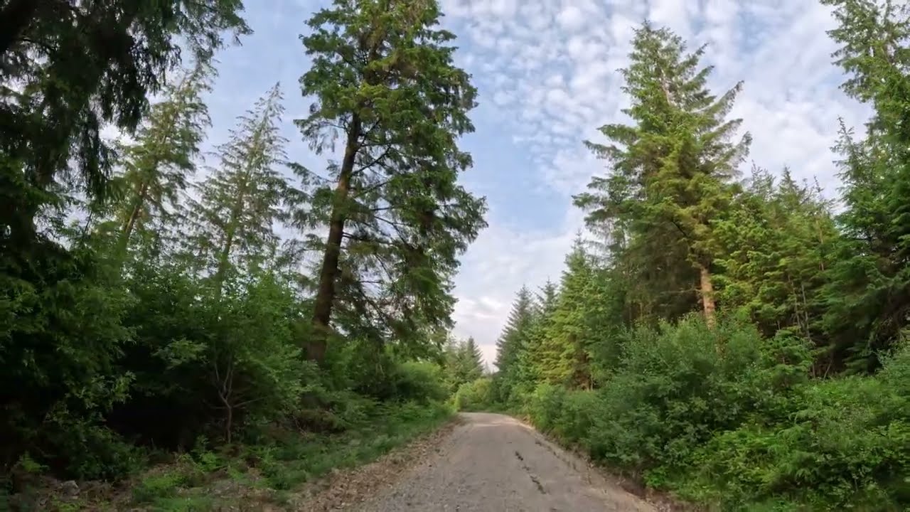4K Virtual Walk in Clocaenog Forest ASMR