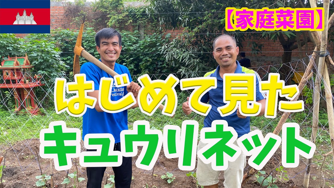 はじめてキュウリネット見た外国人はネット設置できるのか!?【カンボジア農業】