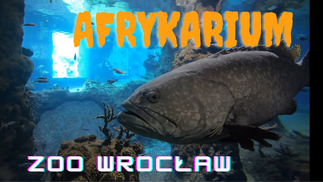 ZOO Wrocław AFRYKARIUM