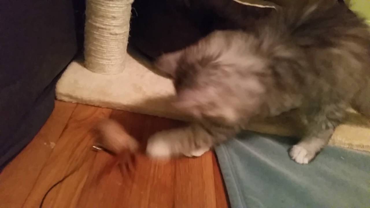 2 month old silver siberian kittens playing