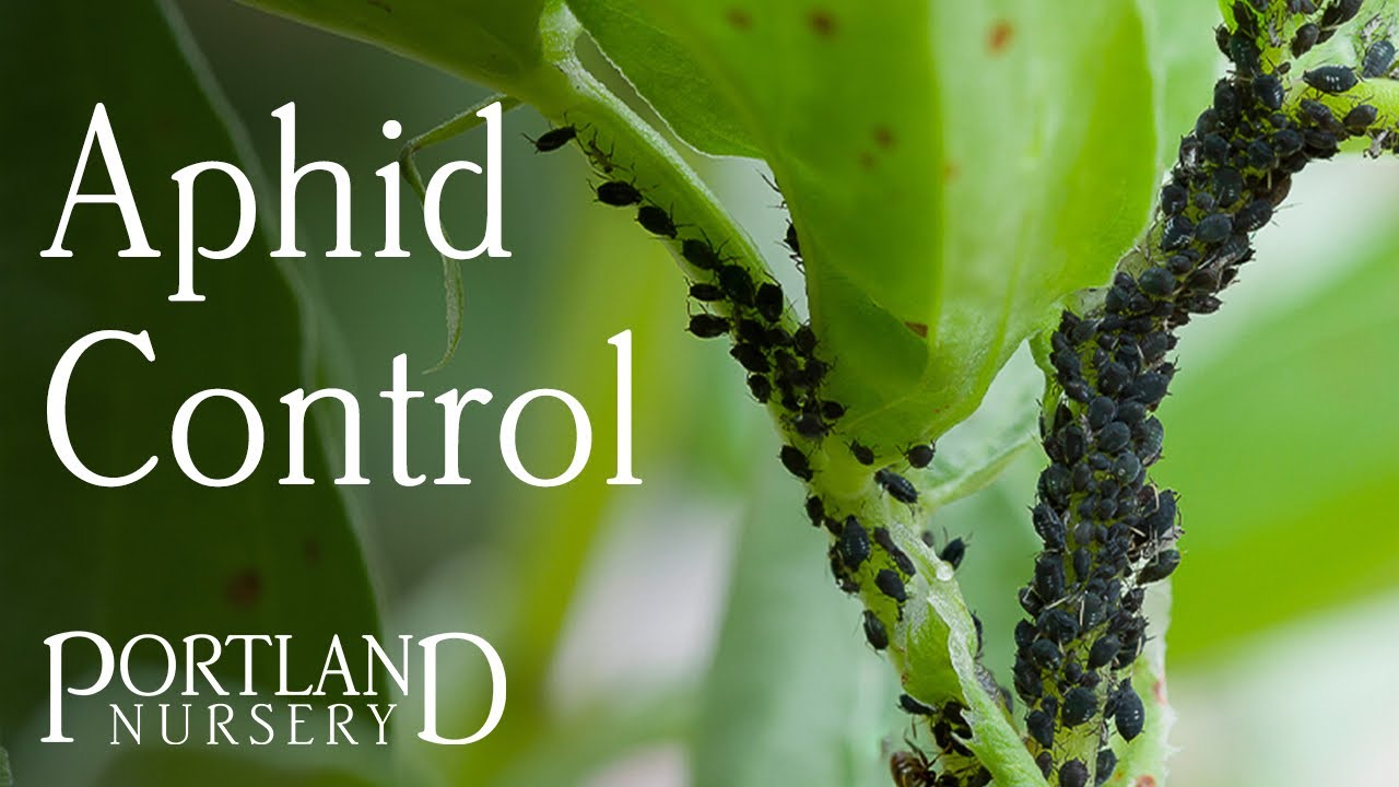 Aphid Control with Portland Nursery