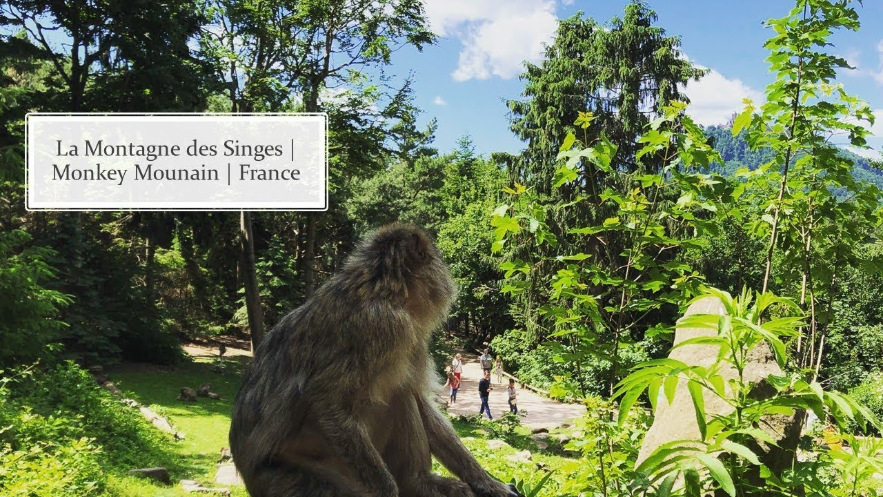 La Montagne des Singes  🐵 | France 🇫🇷