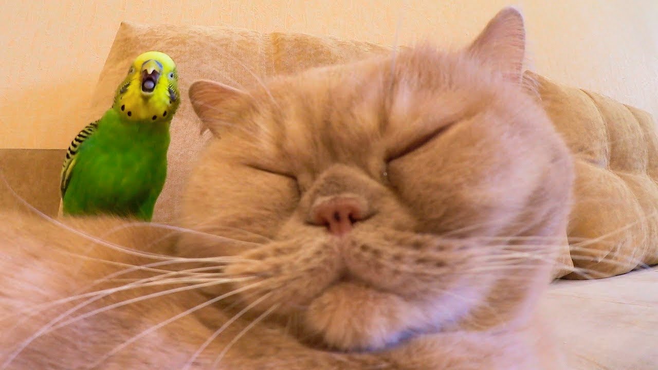 Cat Marsik and budgie Kesha unusual friends 😊