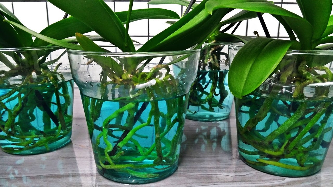 Maneira certa de adubar orquídeas cultivadas somente na água!! | JD Orquídeas