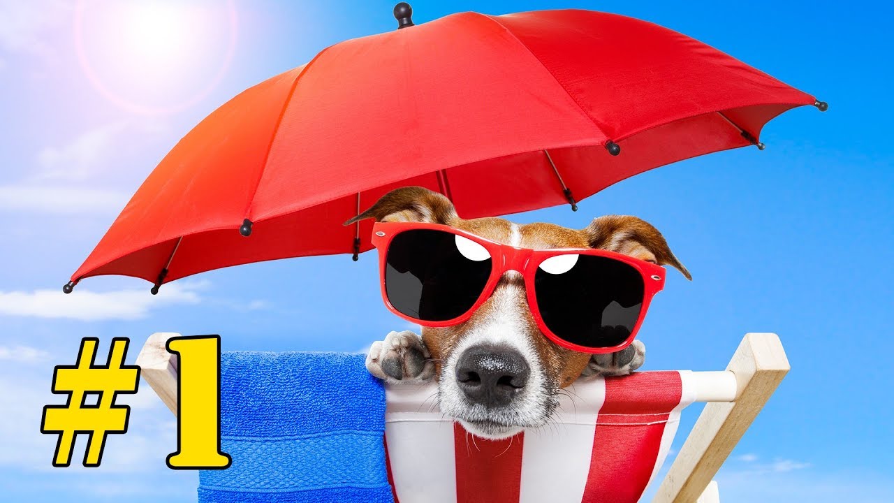 Grappige Dieren Filmpjes - Compilatie Deel 1