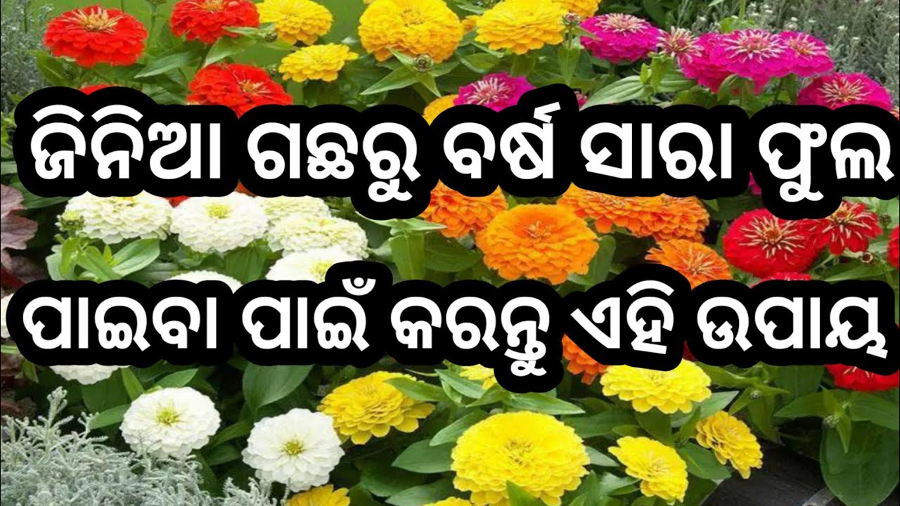 ବର୍ଷସାରା ଫୁଟିବ ଜିନିଆ ଫୁଲ ହେଲେ କେମିତି ଦେଖନ୍ତୁ ଏହିଭିଡିଓ #flowergarden #flowergarden #gardening #garden