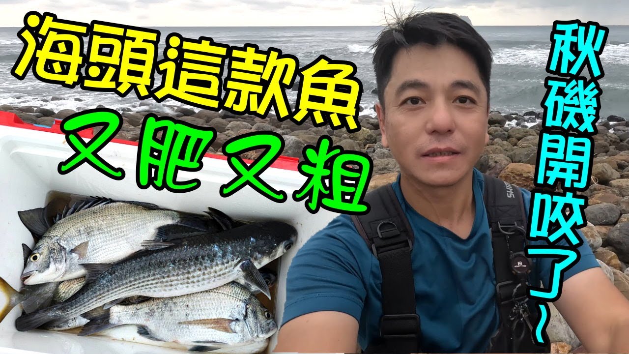 秋磯開咬了 海頭這款魚肥、粗又滿滿魚卵  釣完膽固醇都變高了 #磯釣黑鯛 #磯釣大烏魚 #竹安磯釣 #磯釣