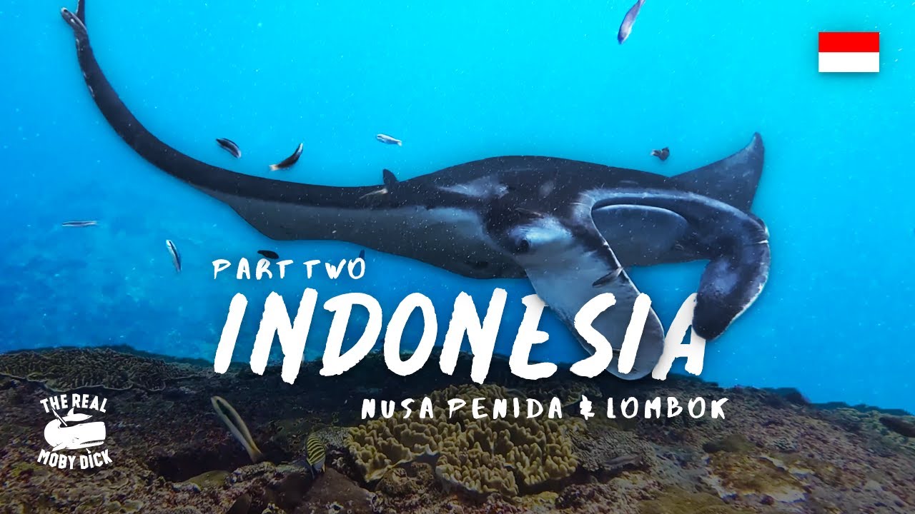 Indonesia Part 2 | Freediving and Spearfishing in Nusa Penida and Lombok