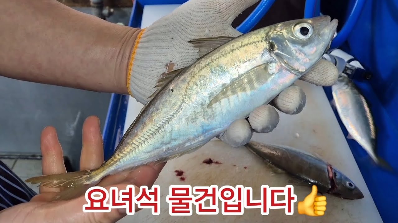 활전갱이회 와우 대박인데요~👍