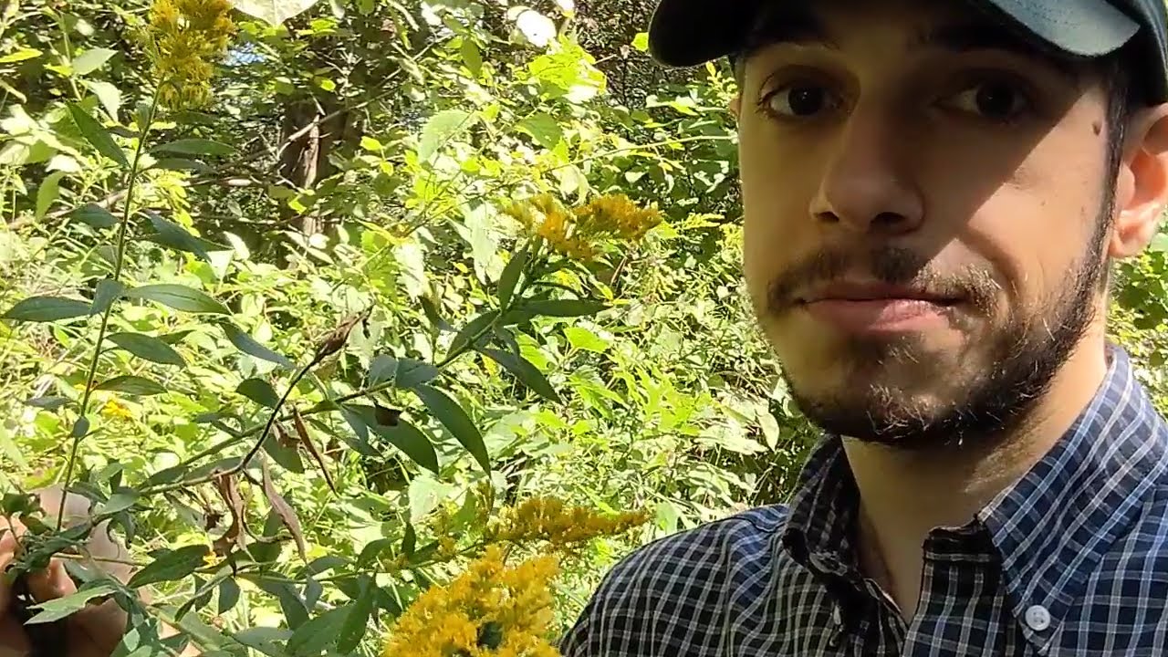 Goldenrod and Ragweed: Which makes you sneeze?