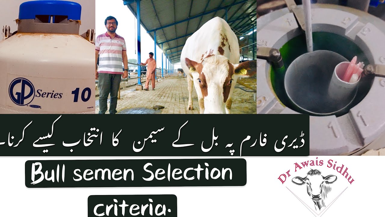 Bull semen selection in a dairy farm || bull semen selection criteria || total performance index.TPI