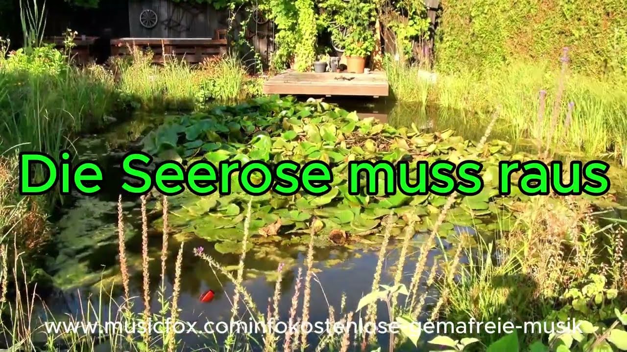 Eine riesige Seerose wird aus diesem Teich geholt.