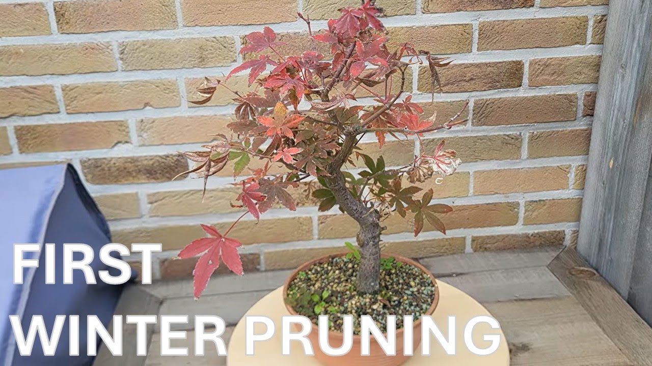 Acer Palmatum Osakazuki [22-10-2025]