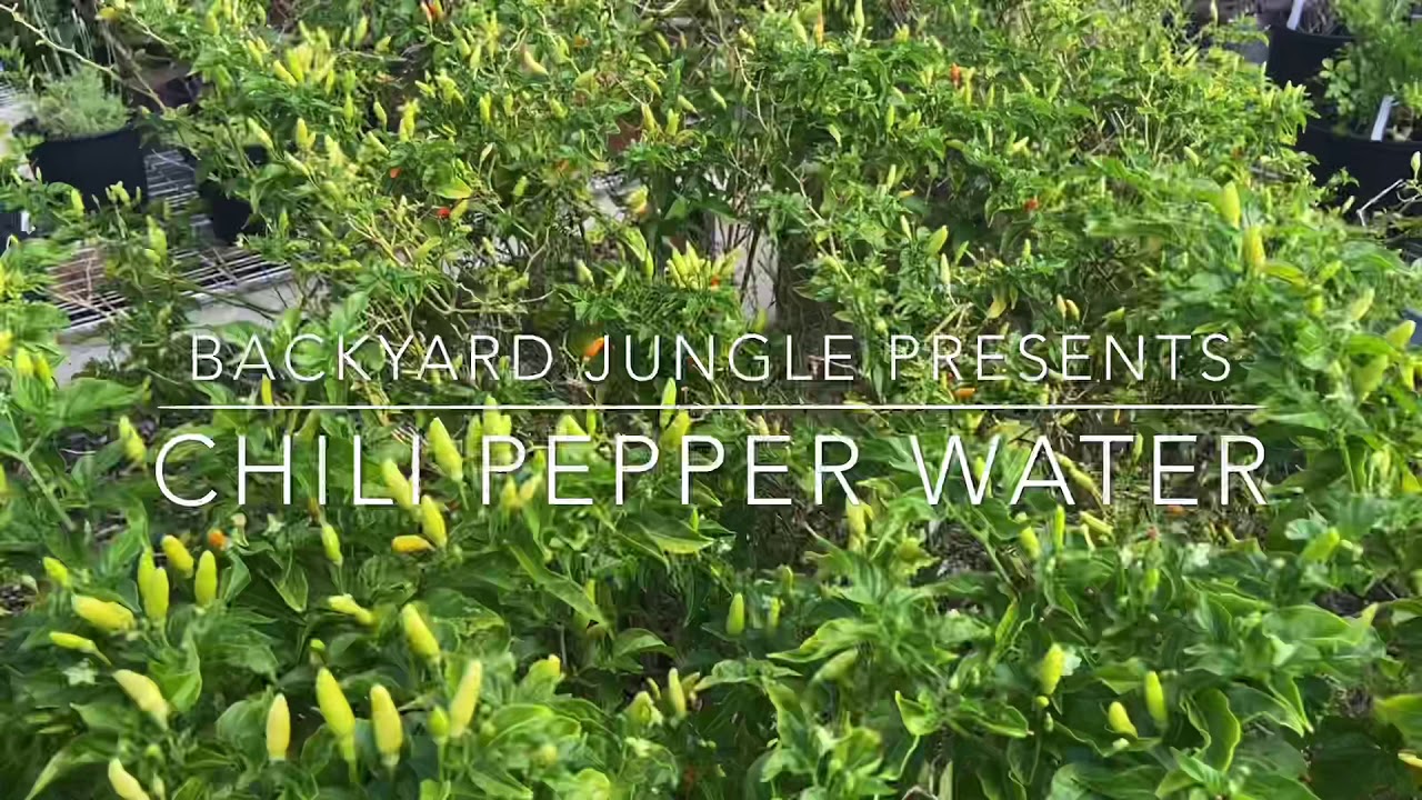 Hawaiian Chili Pepper Water With Chef Prez
