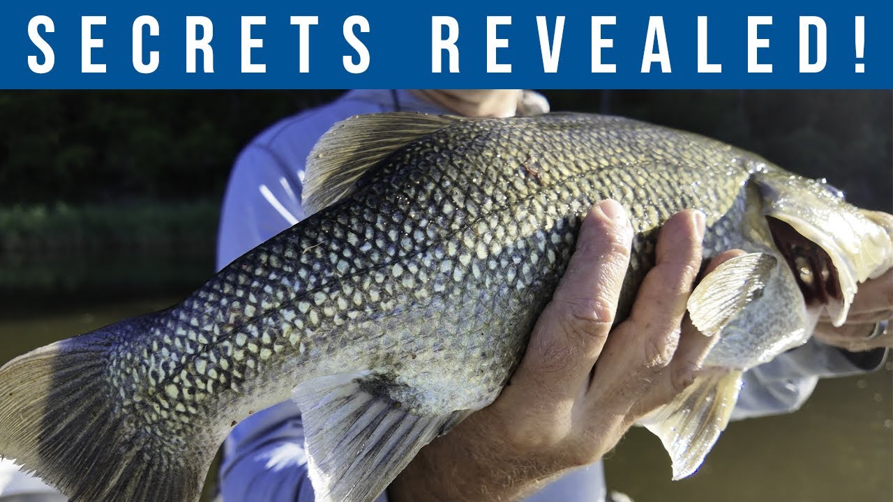 Ловля окуня нахлыстом: СЕНСАЦИОННОЕ действие в Сиднее на поверхности воды