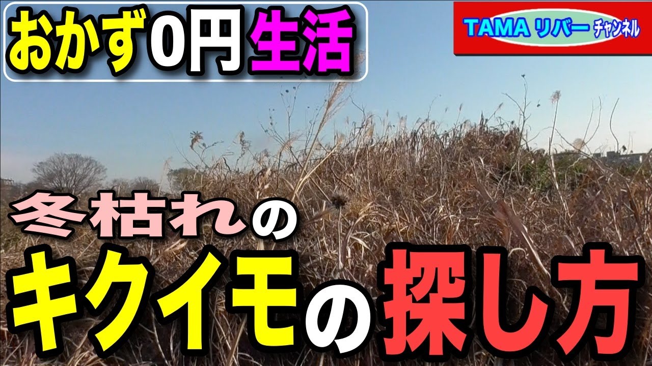 【おかず０円生活】多摩川河川敷で冬枯れのキクイモを探す方法♪