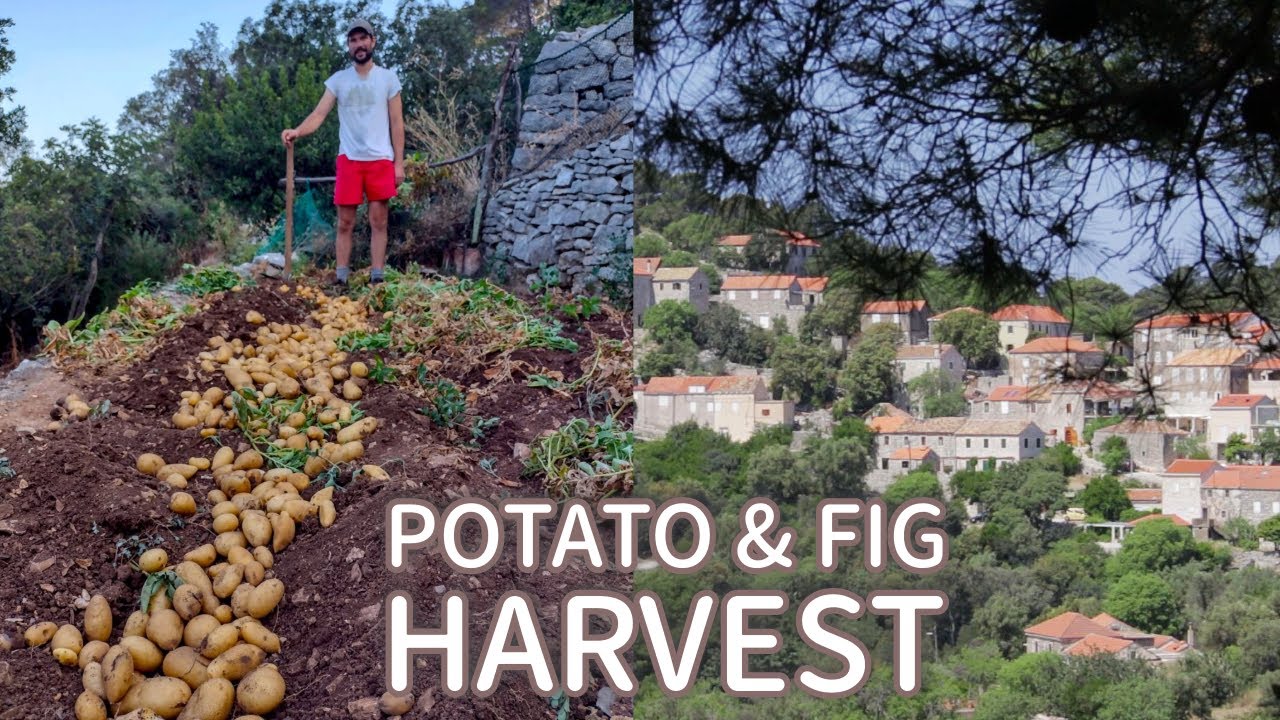 Harvesting Potatoes in an Authentic Croatian Village