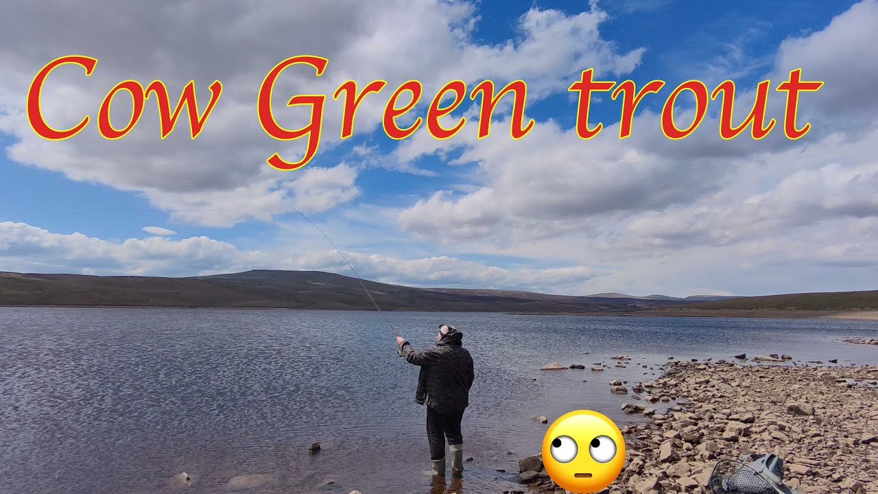 Cow Green trout