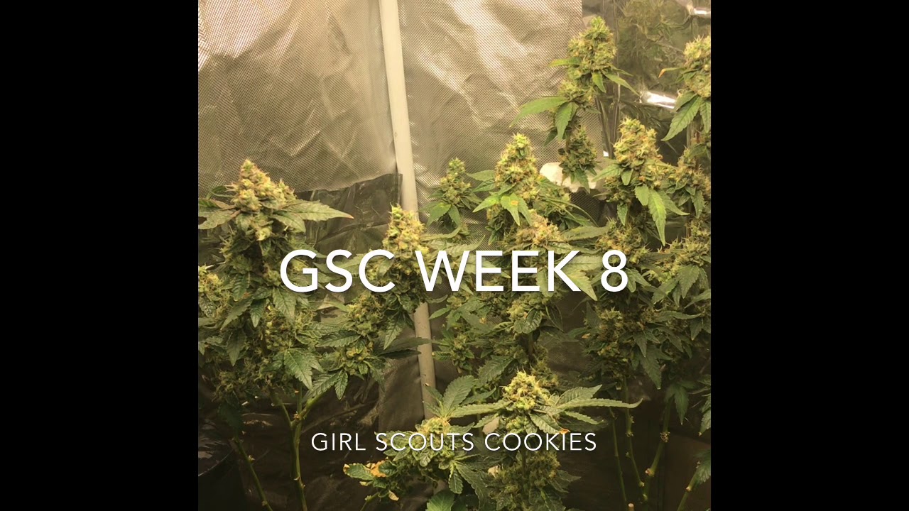 Gsc week 8 flower Mars hydro organic grow