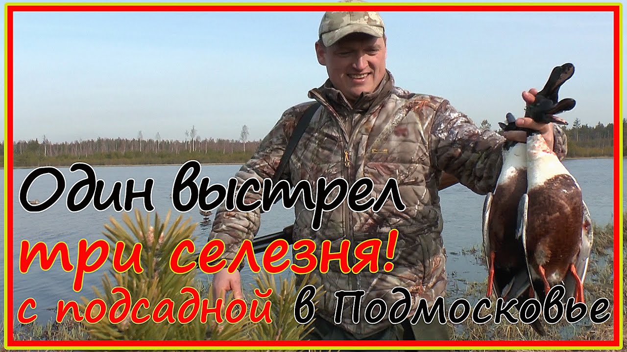 Охота с подсадной в Подмосковье. Три селезня одним выстрелом! Весенняя охота на утку 2021.