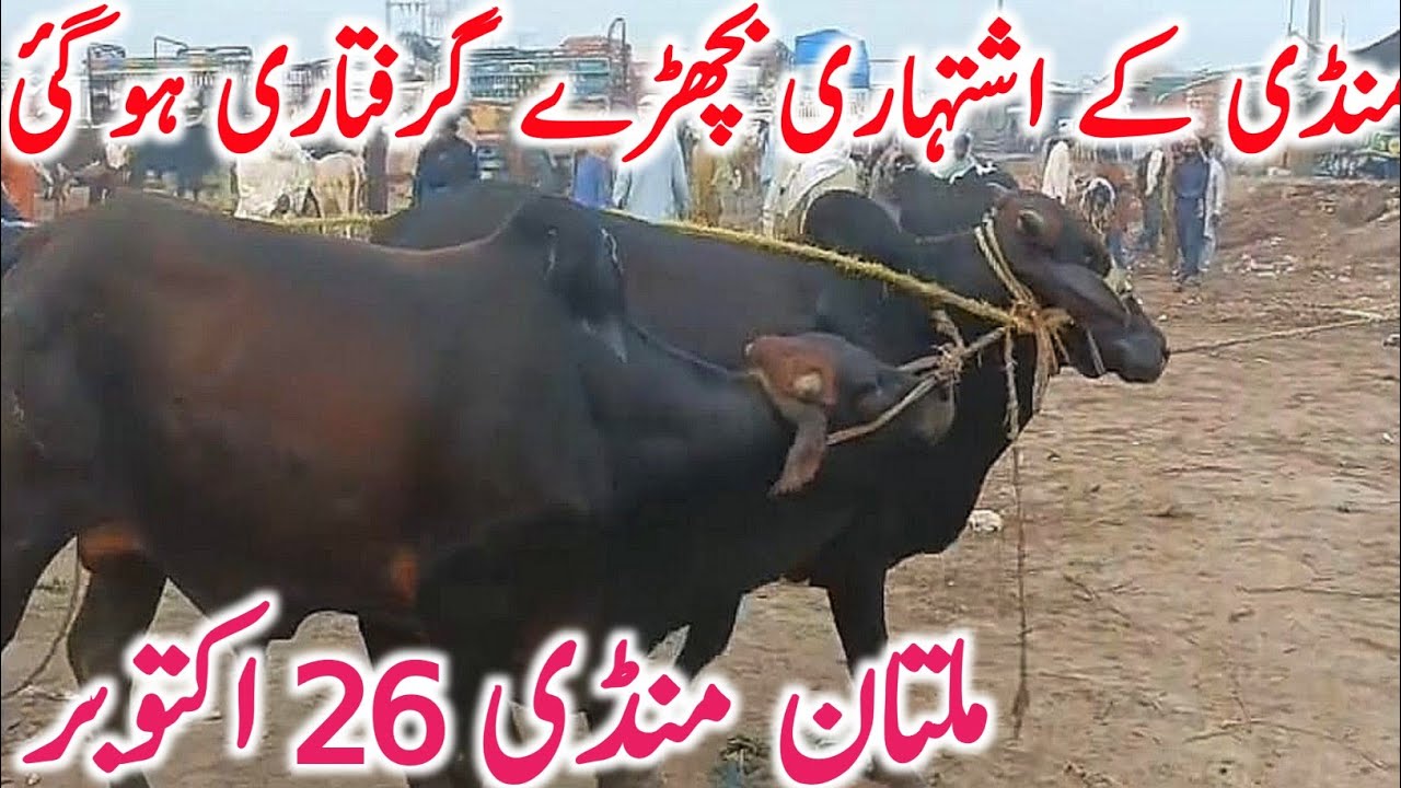 Purchasing Of Kato And Qurbani Bachre Kate From Multan Cow Mandi || Global Village Farming