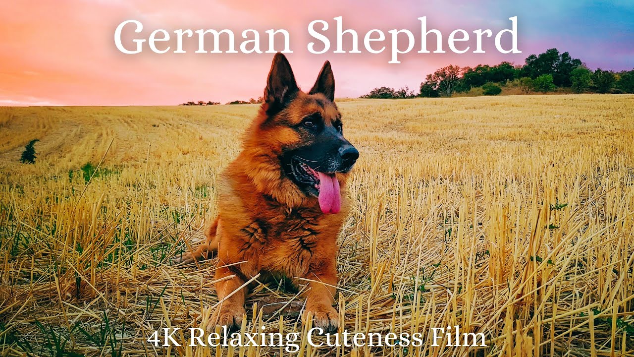 German Shepherd 4K - Relaxation Film With Calming and Relaxing Music - Relaxing Cuteness