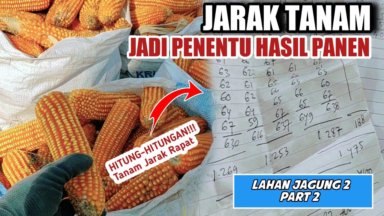 HITUNG-HITUNGAN HASIL PANEN JAGUNG JARAK RAPAT