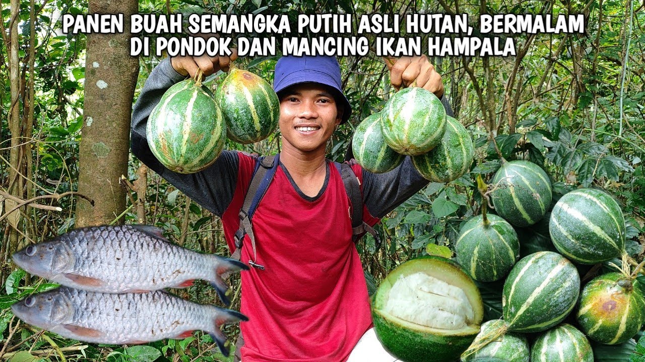 2 Hari berpetualang, panen buah liar di hutan, mancing ikan hampala dan bermalam | Kang kumang