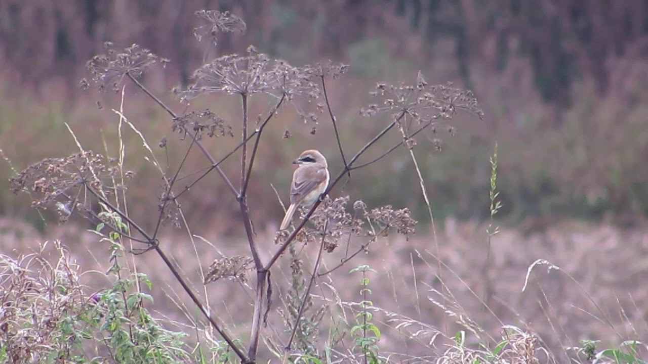 Brown Shrike, South Kirby, Yorkshire, 19.10.20