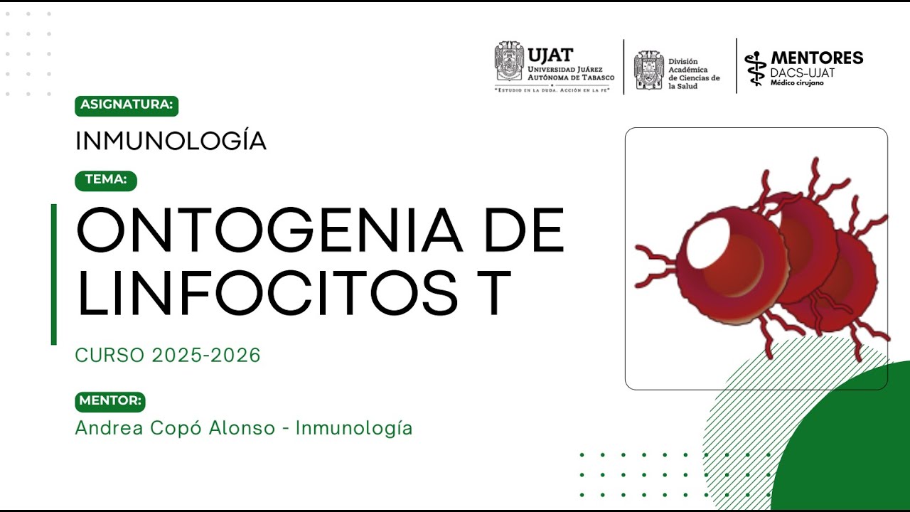 Ontogenia de los linfocitos T | Desarrollo y maduración en el timo | Mentorías  DACS