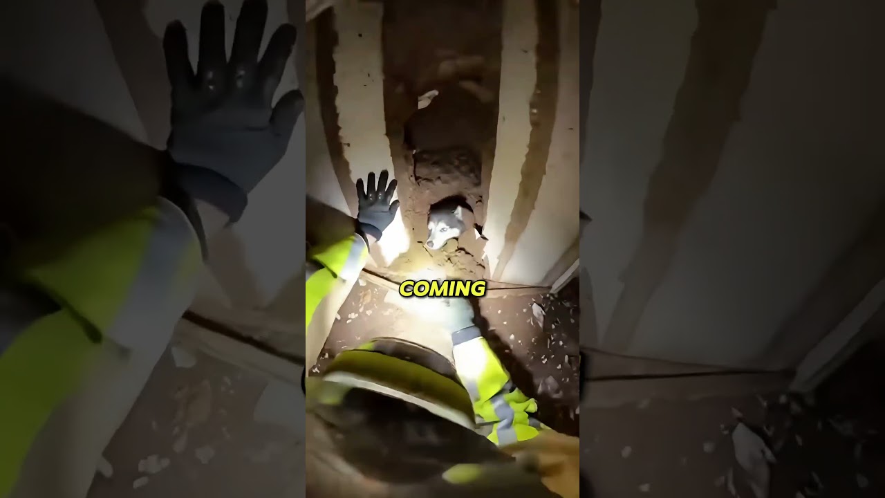 Firefighter Rescued Dog Stuck In A Broken House After Catastrope!