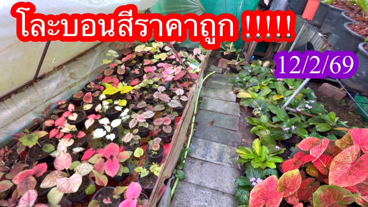 โละบอนสีราคาถูก!!!12/2/69
