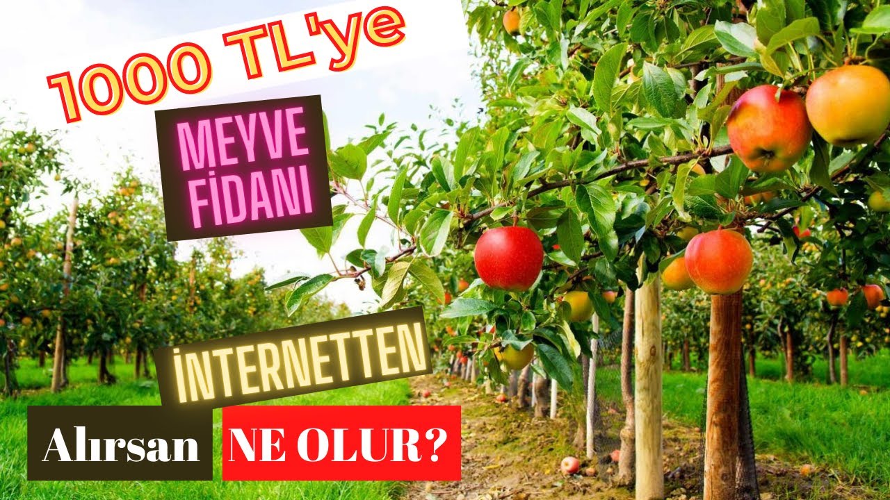 İnternetten Meyve Fidanı Alınır Mı? Fidandeposu.com' alışverişim