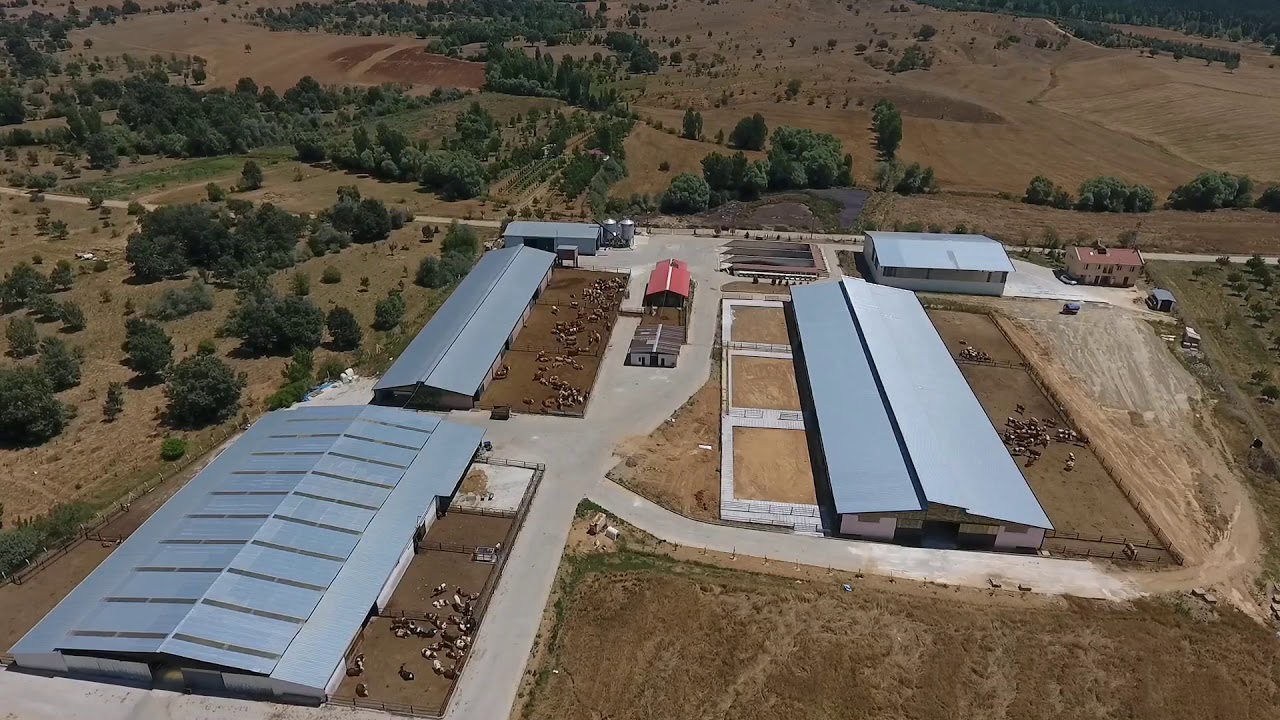 Durutürk Simental Çiftliği