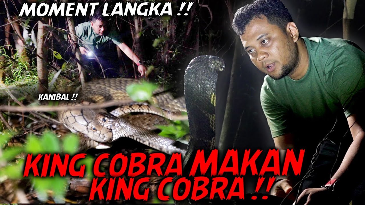 LIHAT KING COBRA LIAR MAKAN ULAR MACAN BESAR DI KEBUN DEKET PERUMAHAN