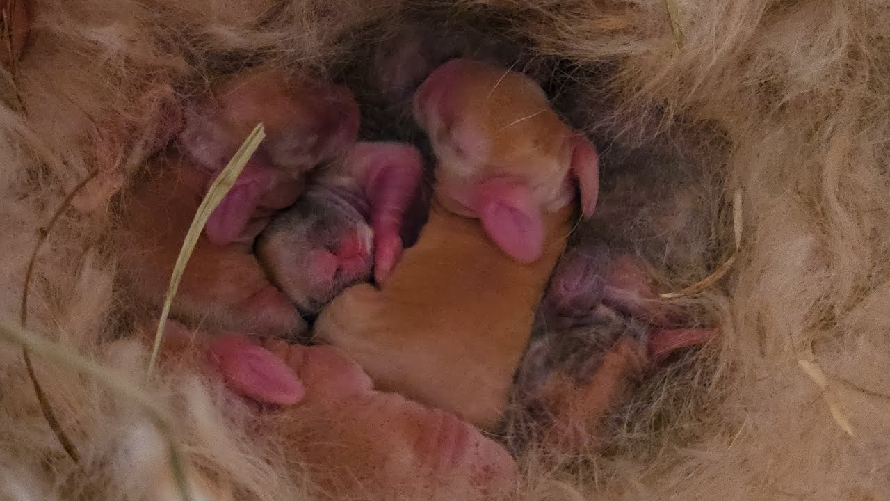 14° Hard Labor: Rabbits Give Birth #rabbit #farmliving #bunny #rabbitry #rabbitfarming #winter #cold