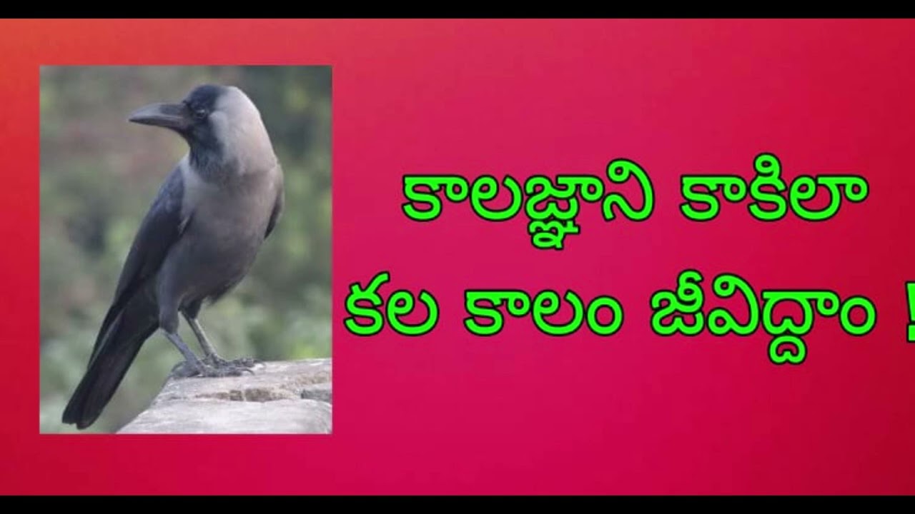 కాలజ్ఞాని కాకి