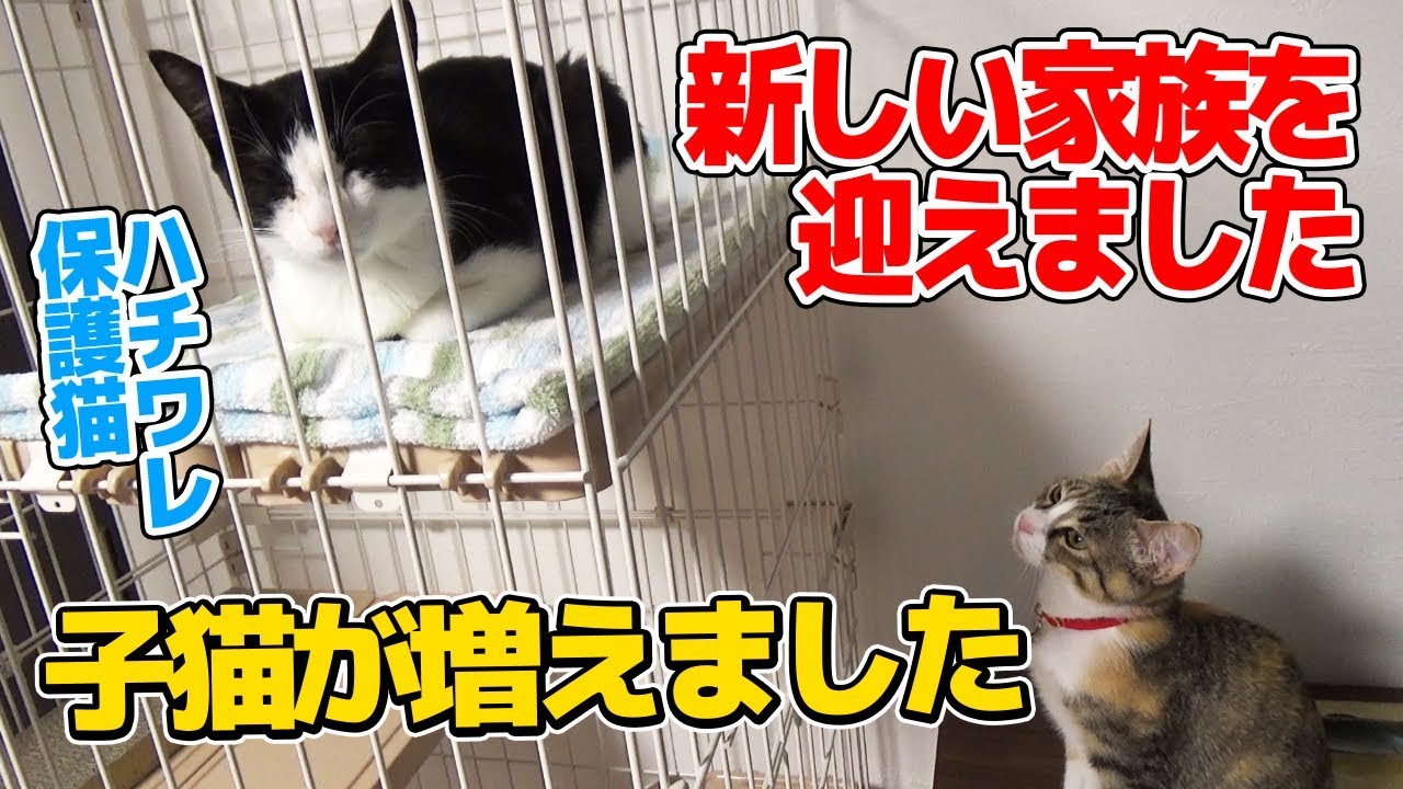 新しい家族にハチワレ子猫を迎えた初日の様子：おつたま1日目