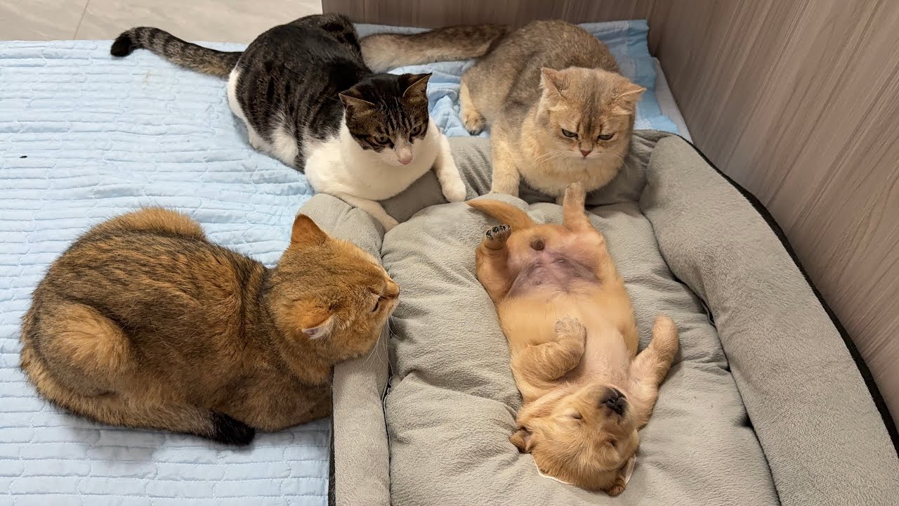 Was a newborn Golden Retriever puppy abandoned?It's crying so sadly.All the cats come to comfort it.