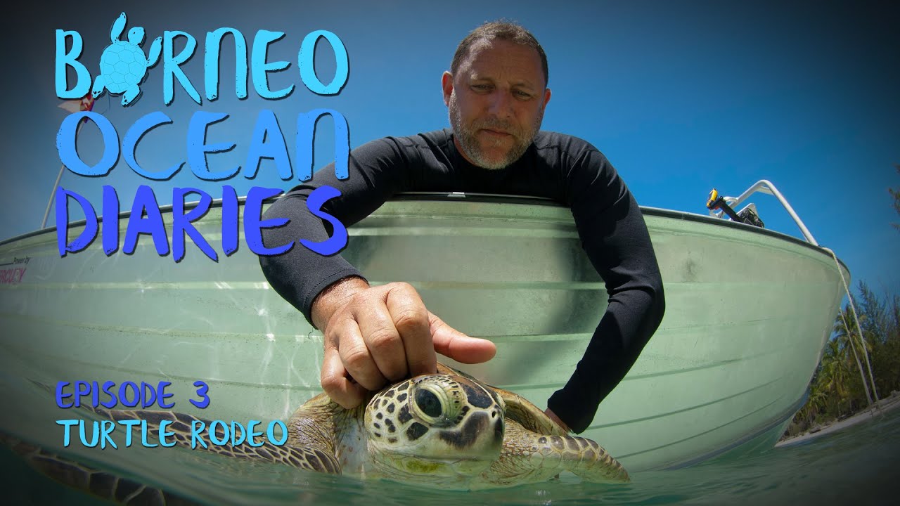 High speed diving - Turtle Rodeo [4K] | Borneo Ocean Diaries (S01E03) | SZtv
