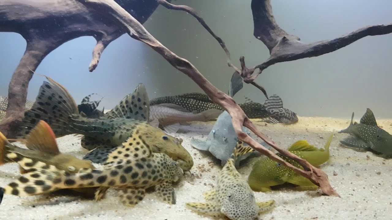 My pleco collection - 400L tank