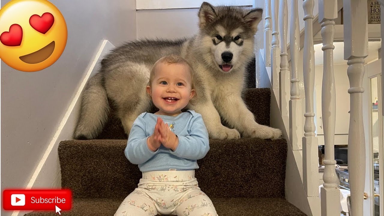 Malamute Pup And Baby Climbing Stairs! (Cutest Combo!)